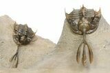 Double Spiny Trident Walliserops Trilobite Specimen #350537-6